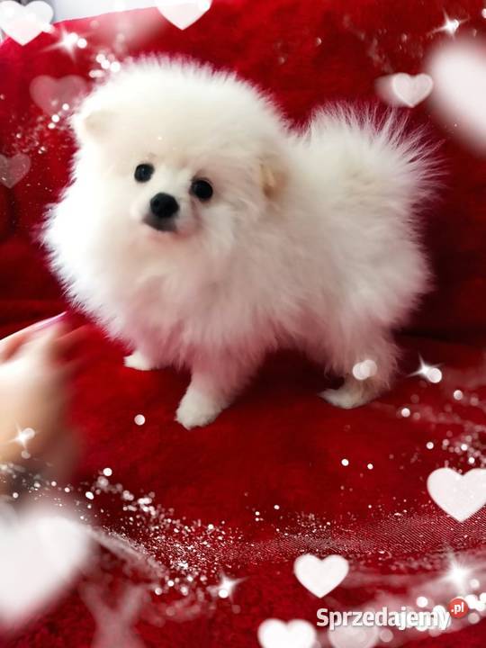 Pomeranian Świat Mały miś CUDO RODOWÓD ihr Czip