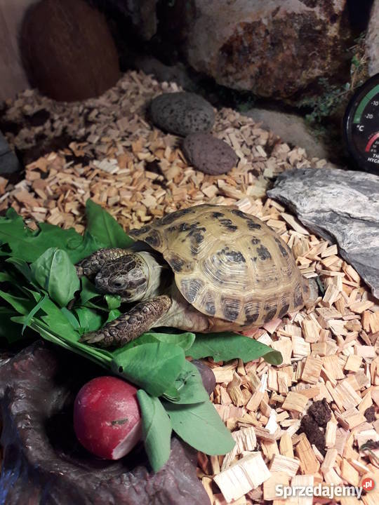 żółw stepowy z dokumetacja i terrarium Czermna sprzedam