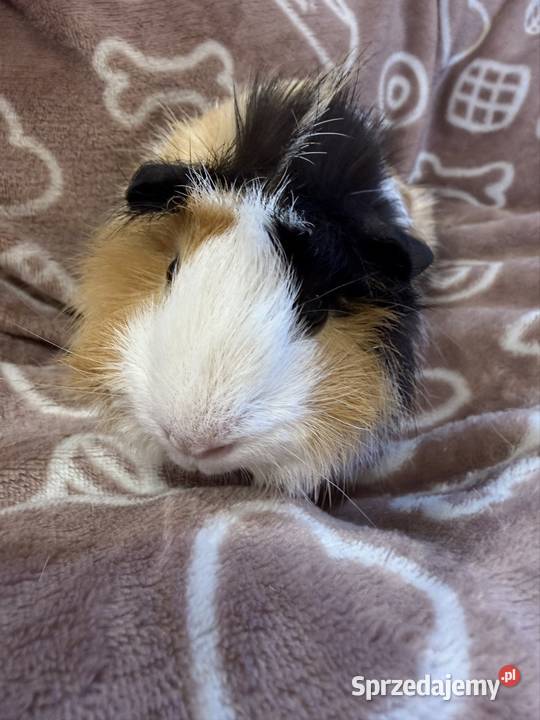 świnka morska cavia domowa SAMICA Koszyce Wielkie