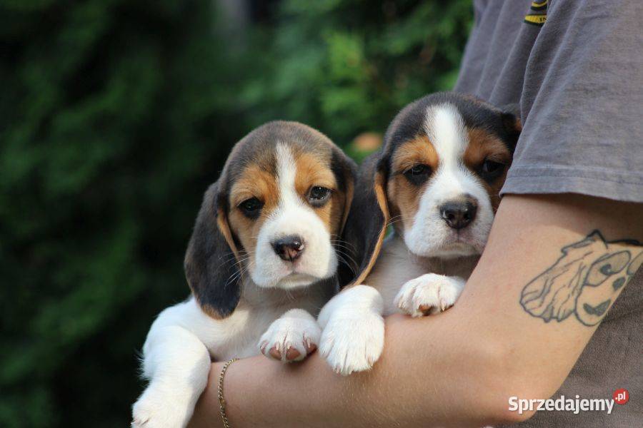 Beagle szczeniaczki ZKwP FCI Championach