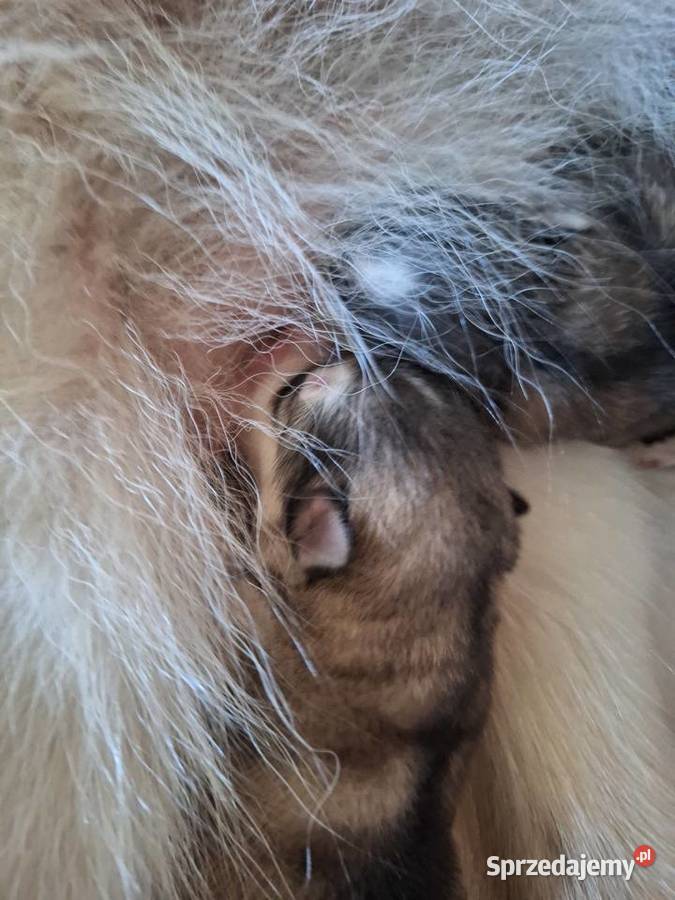 Alaskan Malamute FCI ZKwP Pozostałe Wieliczka