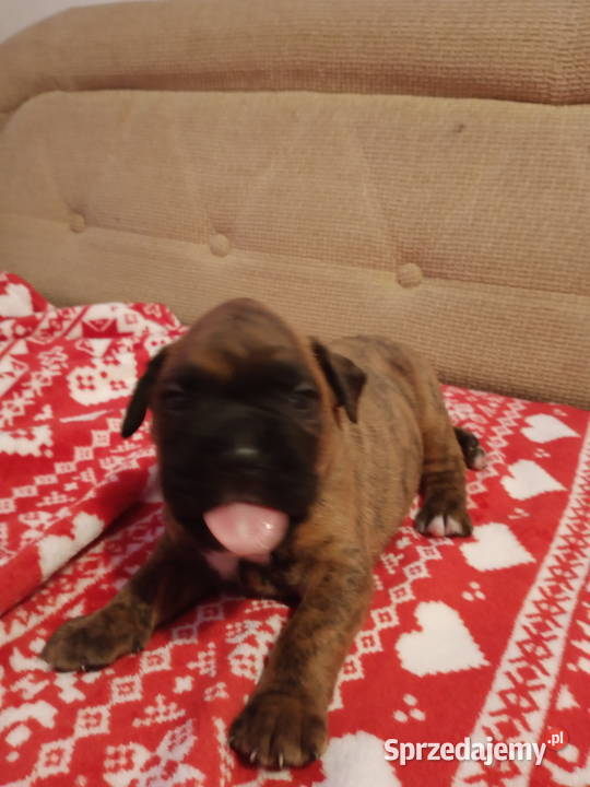 Bokserki Łódź sprzedam