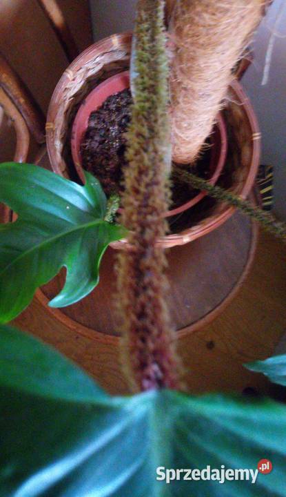 Kwiaty doniczkowe Philodendron squamiferum Warszawa