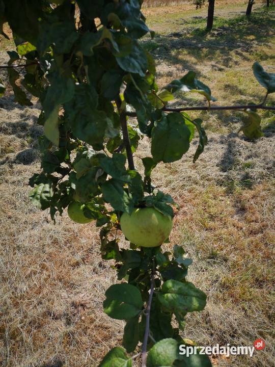 Jabłka antonówki nie pryskane mazowieckie Góra Kalwaria