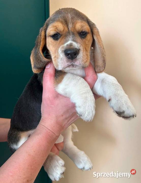 Szczeniaki Beagle tricolor ZKwP Konopiska