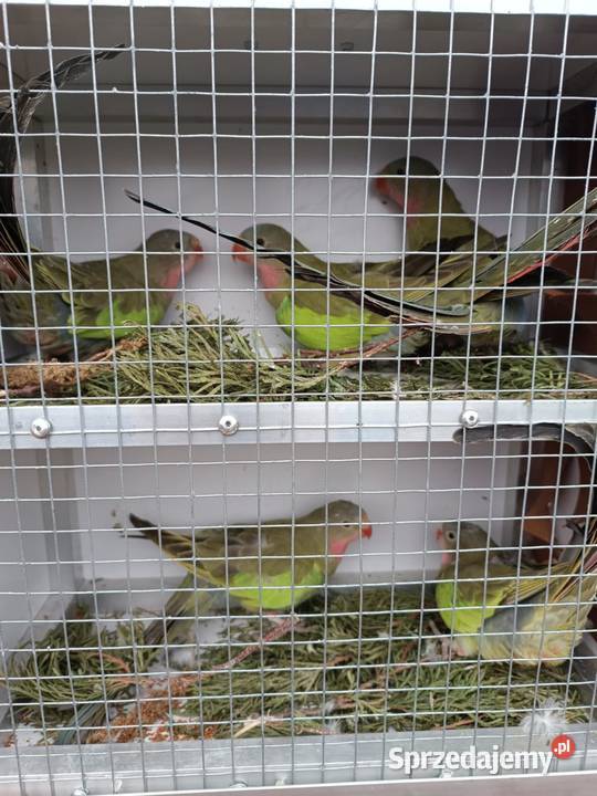 Sprzedam Księżniczki Walli Koźmice Wielkie