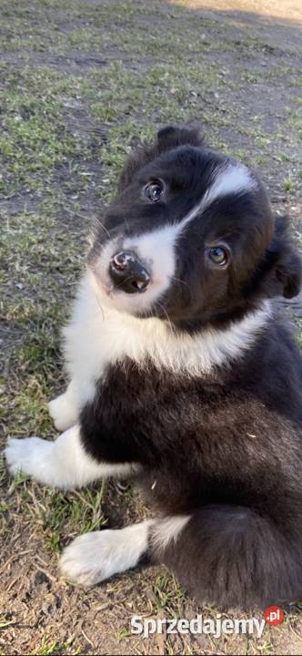 Szczeniaki border collie Biała Góra