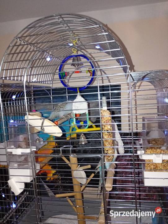 Dwie faliste z klatka Zwierzęta Sarnów