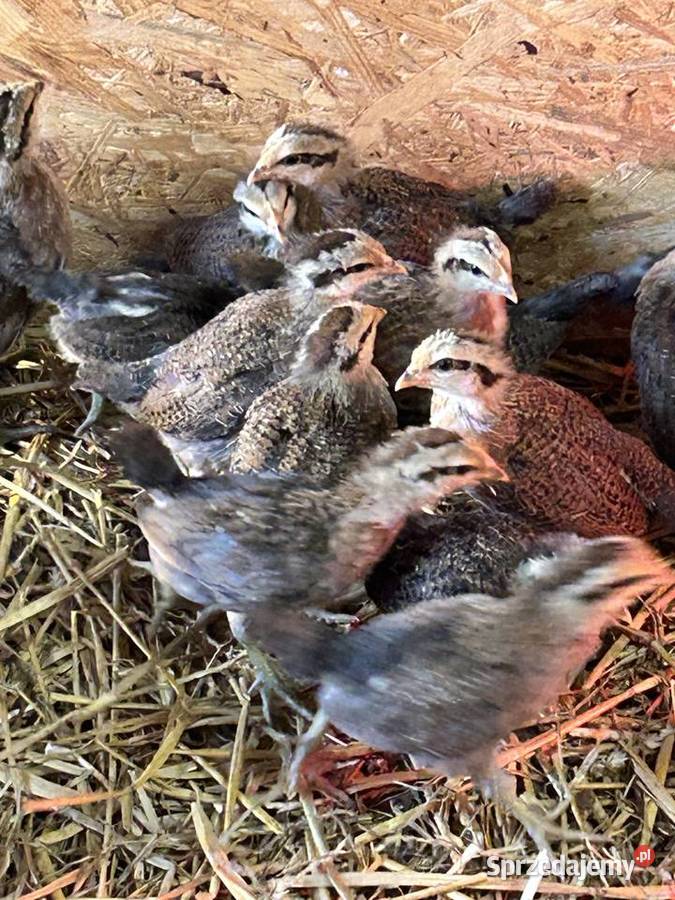 Kury pisklęta Zielononóżka kuropatwiana Pilchowice