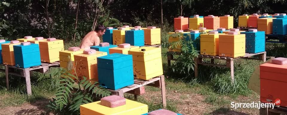 Rodziny pszczele pszczoły 10 ramek Wielkopolskie Wólka Radzymińska