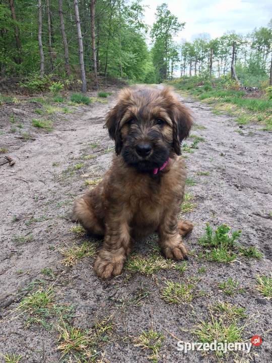 Owczarek Francuski Briard szczenięta Poznań