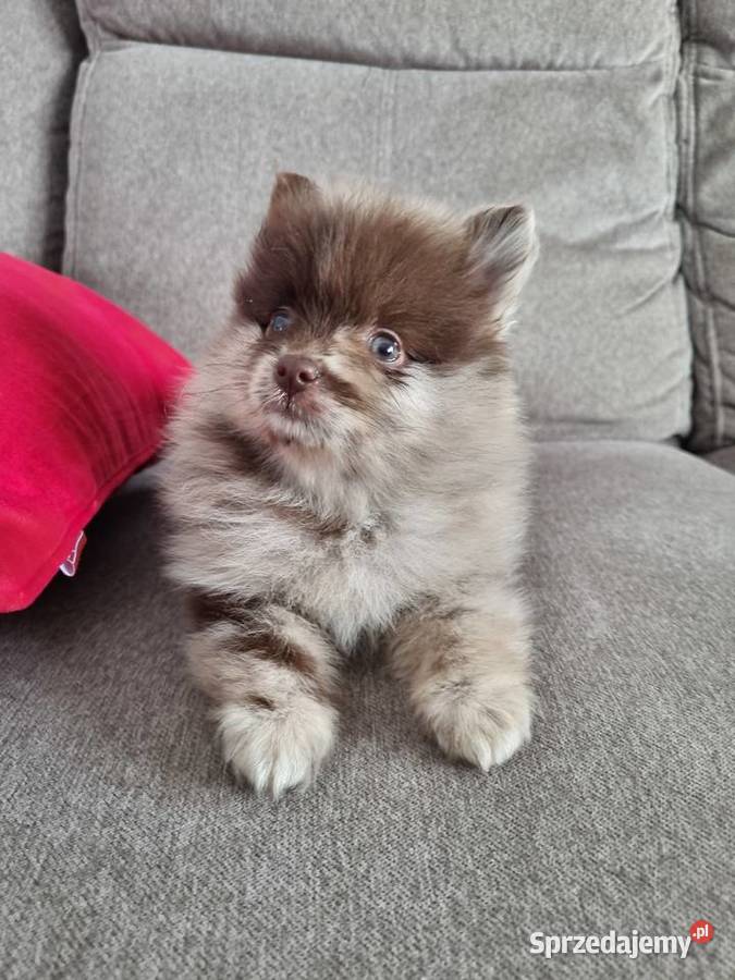 Szpic miniaturowy szczenięta Wieruszew