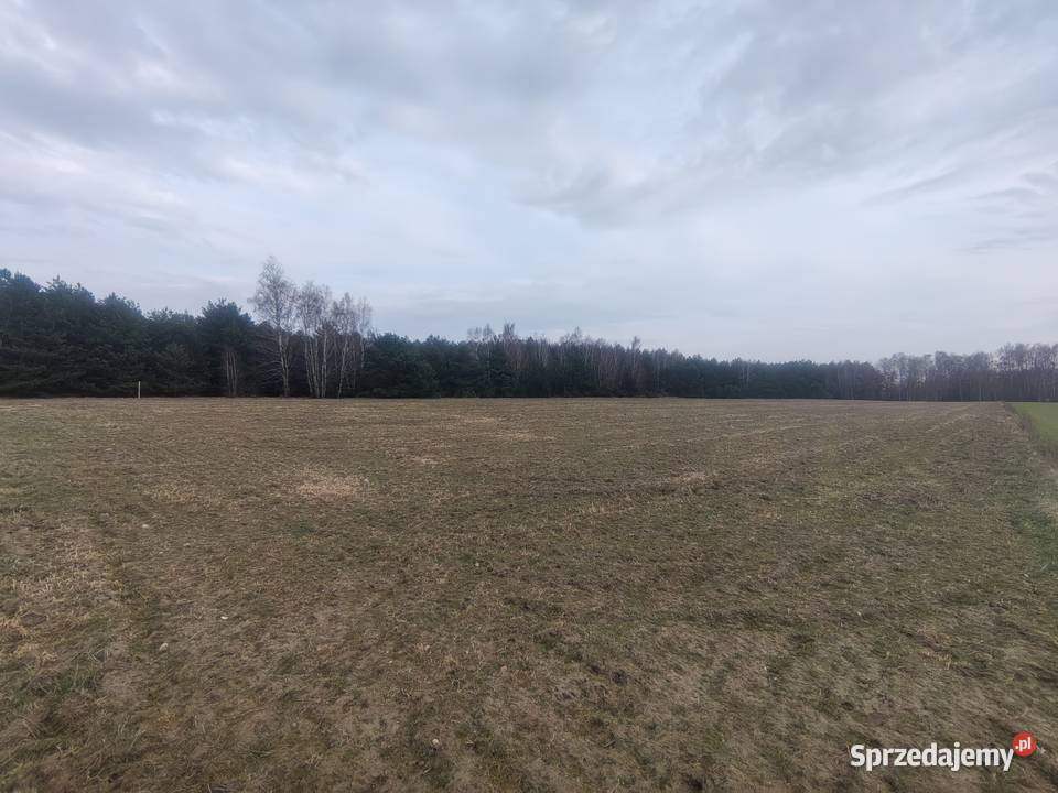 Sprzedam ziemię rolną 7zł/m2 Panaszew sprzedam