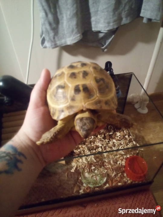 Sprzedam żółwia Stepowego Lądowego