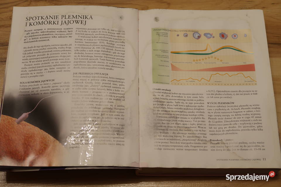 Anne Deans CIĄŻA Poradnik rodziców Siedlce