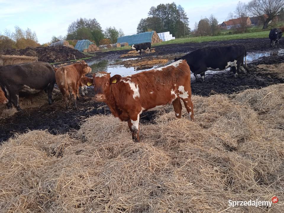 Jałówki odsadki Przynotecko