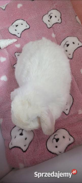 Karzełek Mini Lop okazja Turek