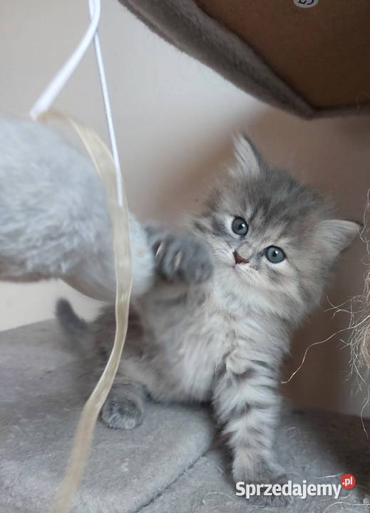 Śliczna Niebieska Kotka Syberyjska PZFWCF Sochaczew