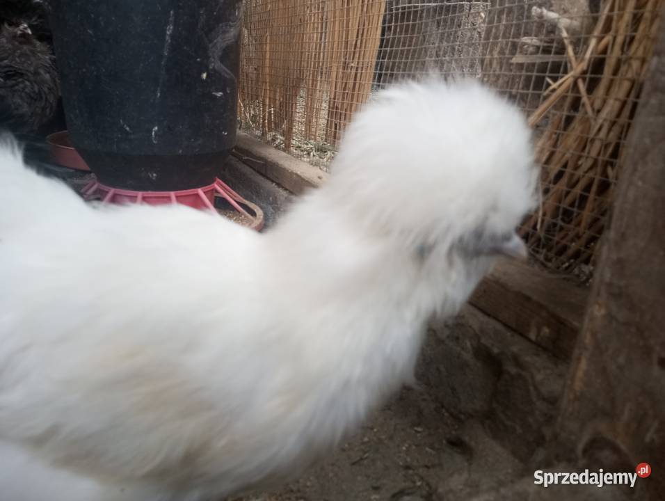 Kury ozdobne silki czubatka polska białoczuba Kozy