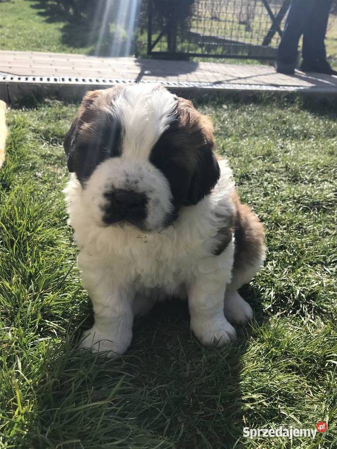 Szczeniaki Bernardyn Korzenna