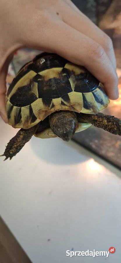 Żółw grecki lądowy Kraków