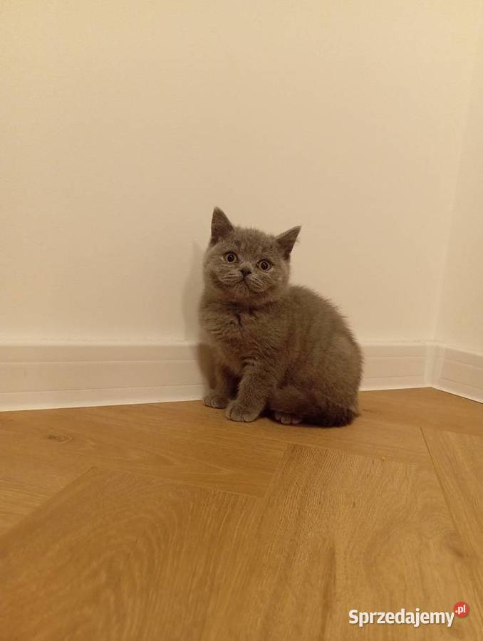 Kotkotek brytyjska niebieską Wzdół Rządowy