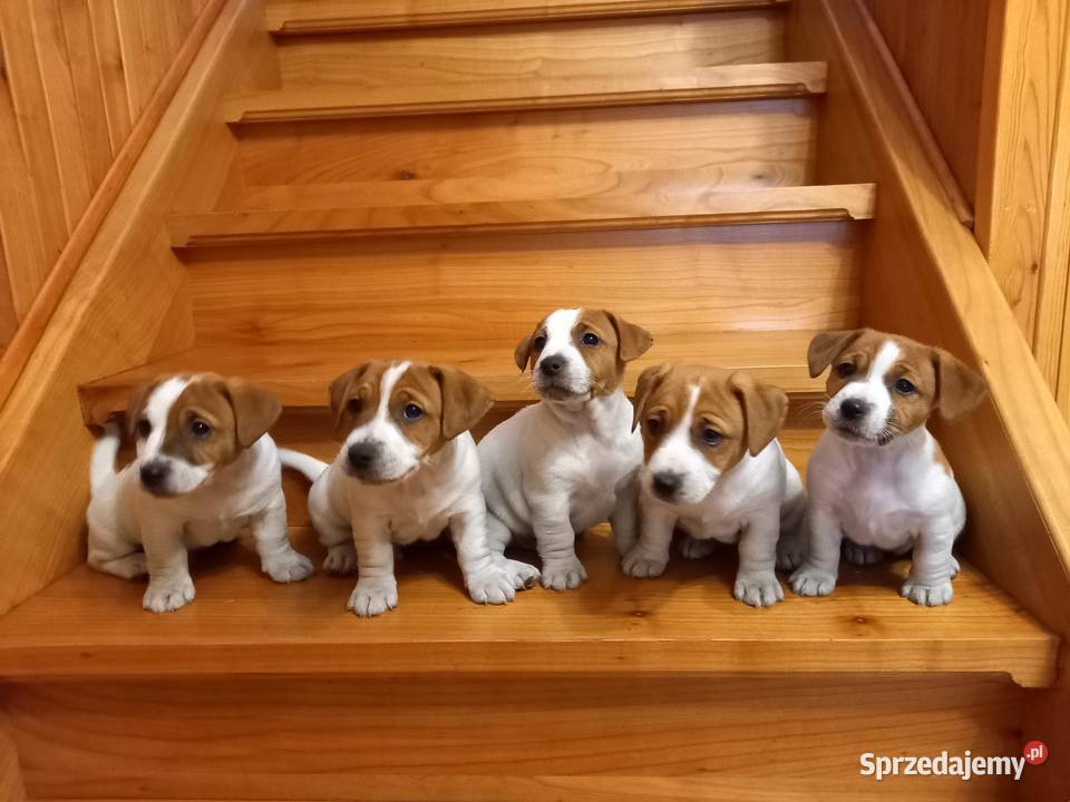 Jack Russell Terrier FCI ZKwP zapowiedź miotu Psy Ząbkowice Śląskie sprzedam