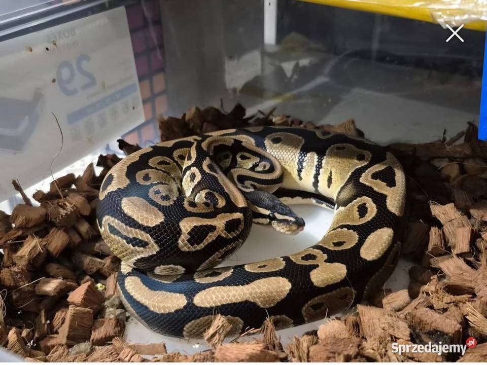 WAZ KROLEWSKI Samiec DBL HET ALBINO PIED Zahajki