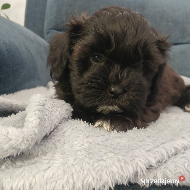 Pies samiec szczeniak Shihpoo Lutoryż