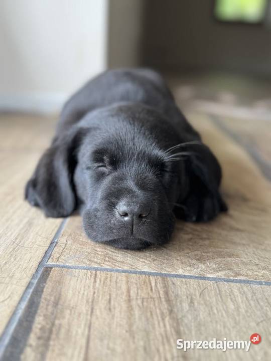 Labrador czarny ZKwP (FCI) szczeniak po Championie, suczka i piesek