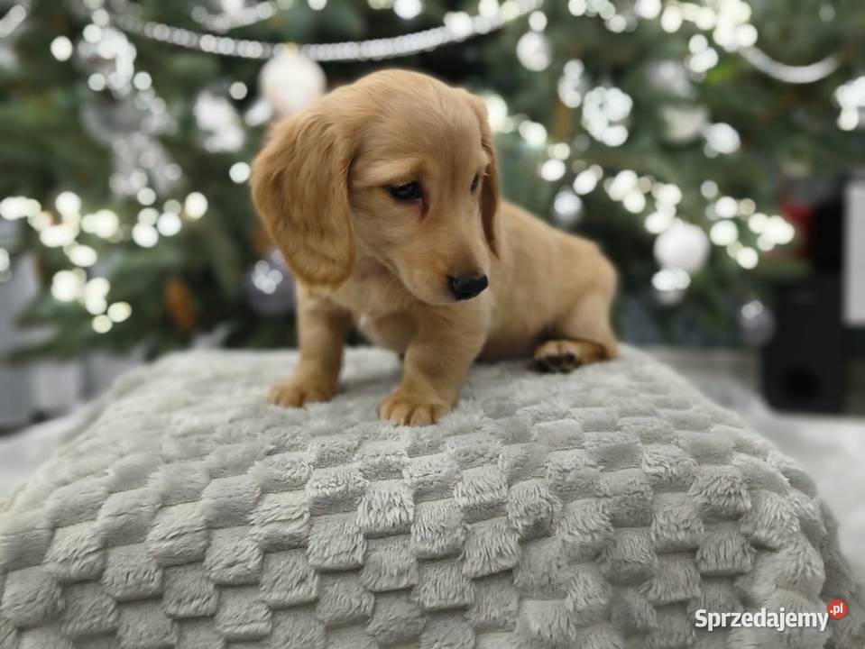 Jamnik długowłosy miniaturowy Dackel dachshund Żychlin sprzedam