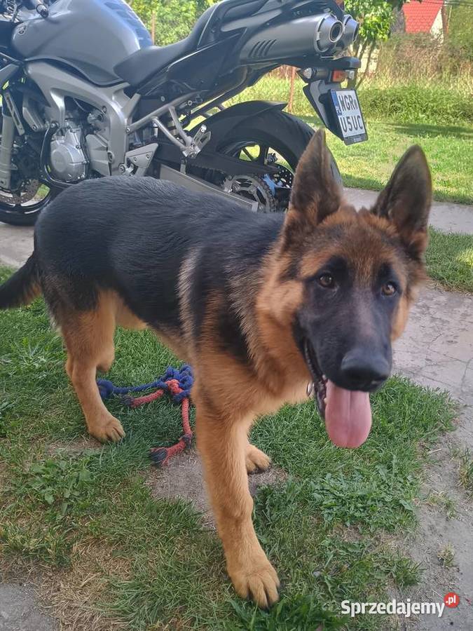 Owczarek niemiecki krótkowłosy Wola Pieczyska