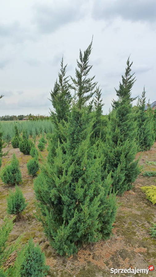 Jałowiec Obelisk Konin