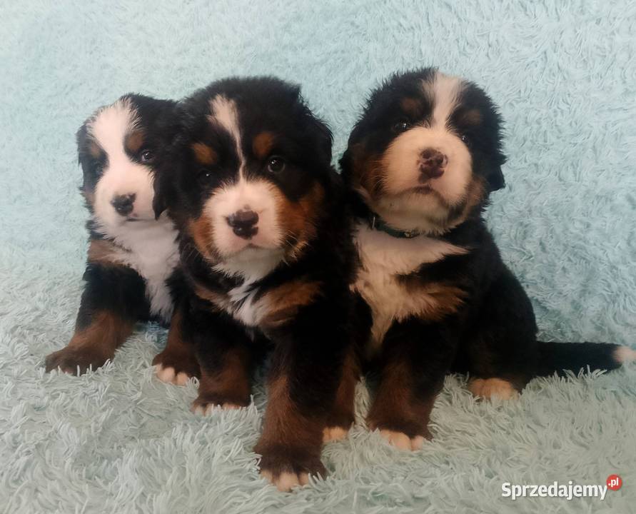 Pies Berneński Pasterski