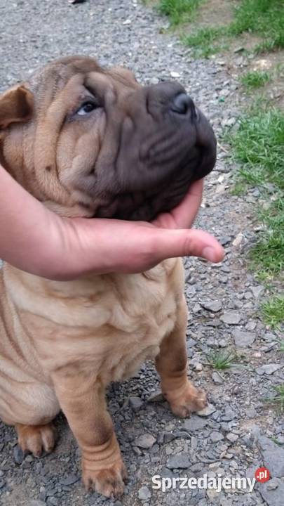Shar pei szczeniaki wystawowe Opole