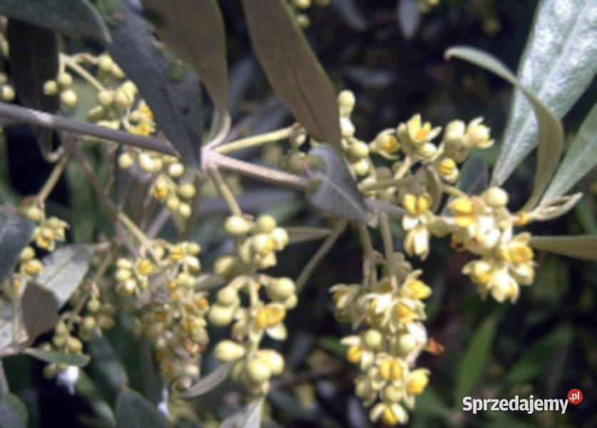 OLIWKA EUROPEJSKA Olea europea NASIONA 400 sztuk Lubanie