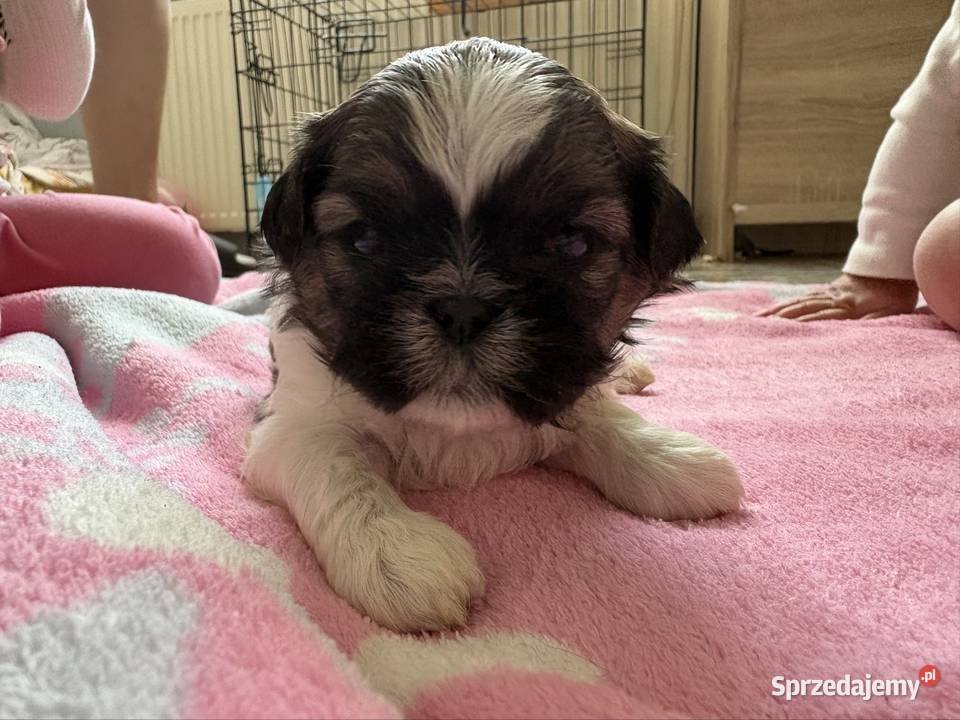Suczka shih tzu Shih Tzu Lekowo sprzedam