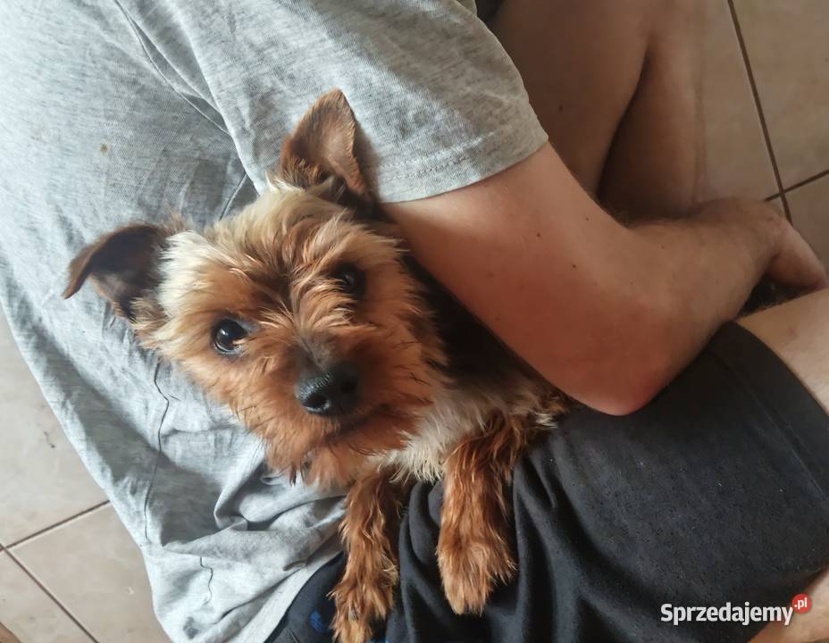 Yorkshire Terrier Jasło
