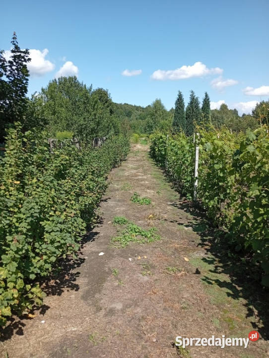 sprzedam działkę budowlaną z winnicą Ludwinów