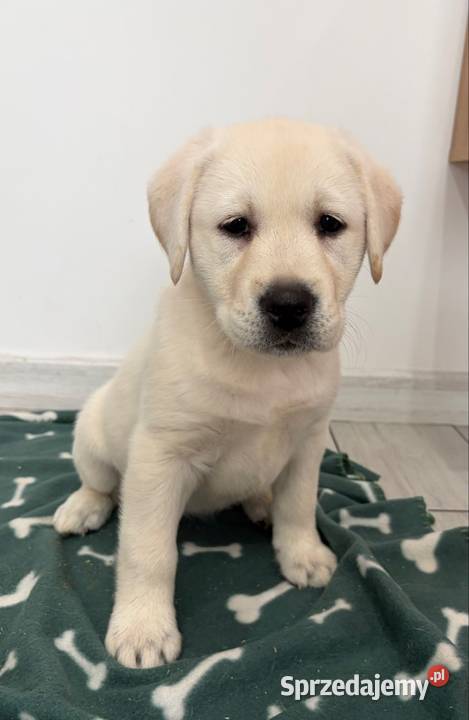 Labrador Retriever Miechucino
