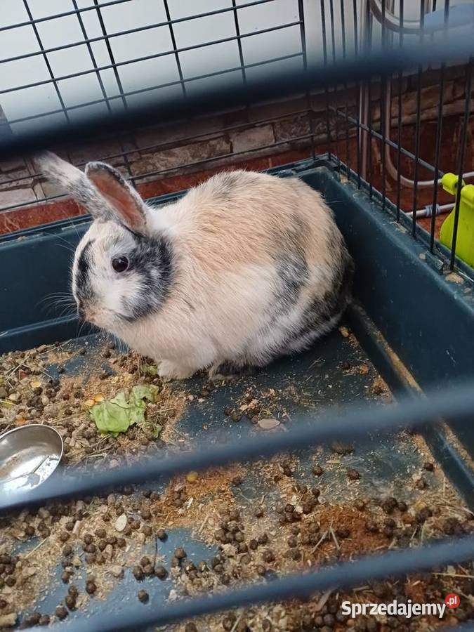 Króliki Miniaturki 2 sztuki z klatką Koźmin Wielkopolski