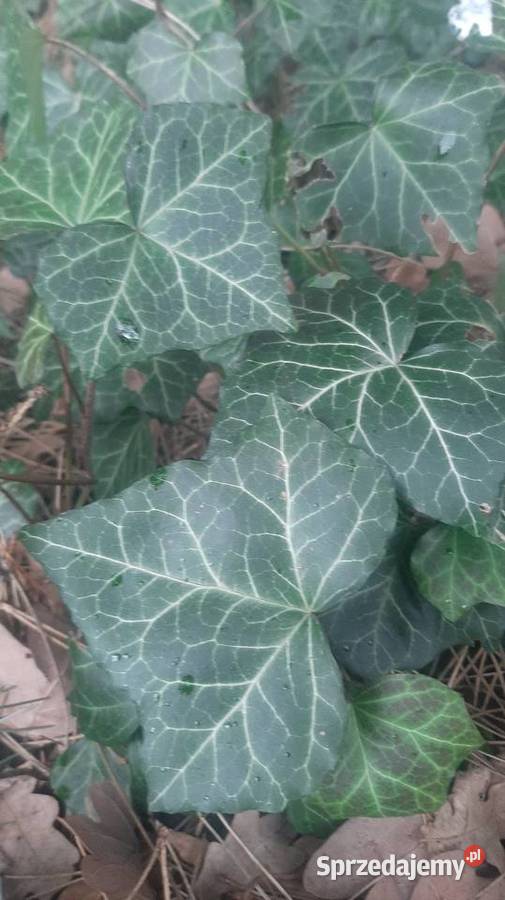 Bluszcz zimozielony pnącze do cienia okrywowa Borówno