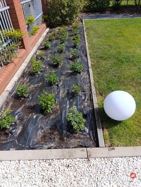 Usługa ogród sprzedam