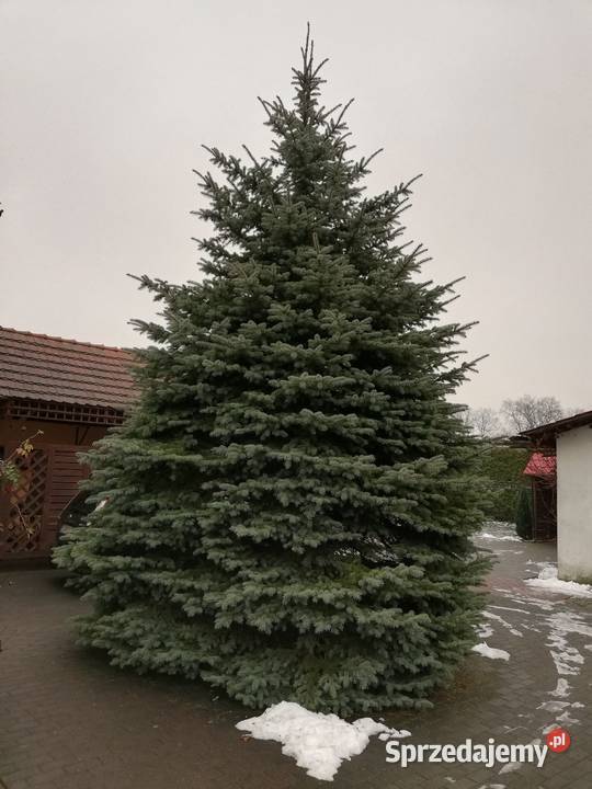 Duży świerk idealny na choinkę plenerową Iłowa