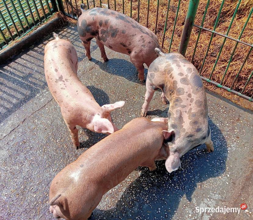Knurki mięsne DurocxPietrain wielkopolskie Strzałkowo sprzedam
