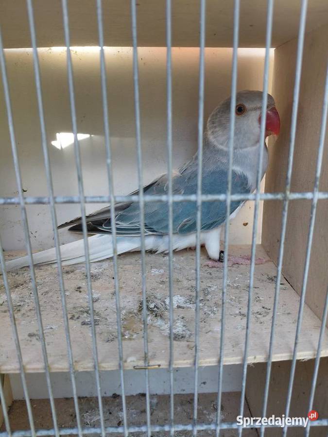 Aleksandretta obrożna niebieska Głowa Ogon Polichno