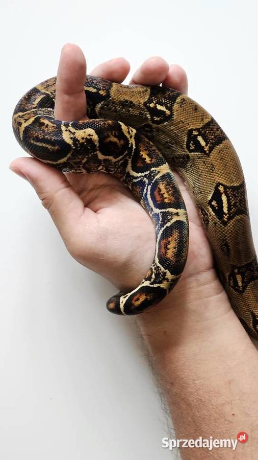 Wąż Boa Co strictor samiec piękny tęczowy połysk