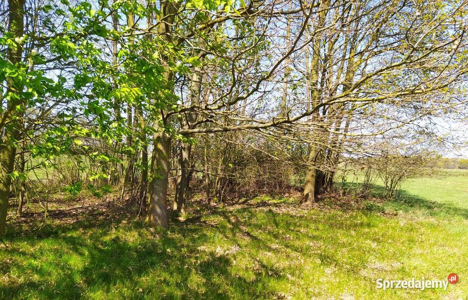 Działka rolna łąka Radolina gm Golina sprzedam