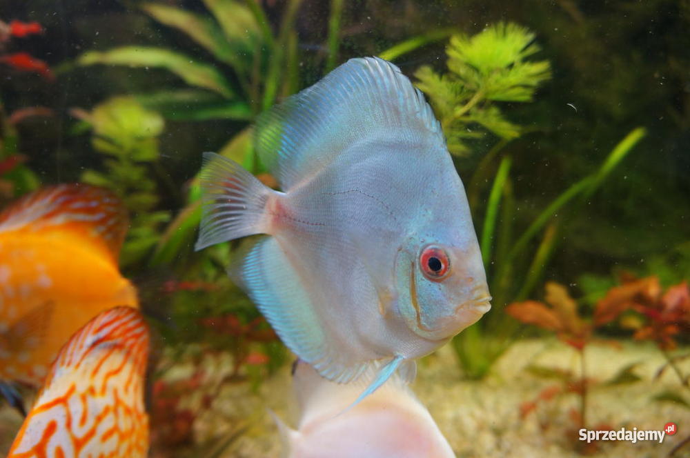 Paletki młode i dorosłe Lublin