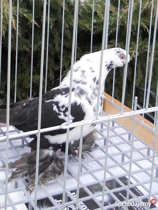 Motyl Warszawski Kielce sprzedam